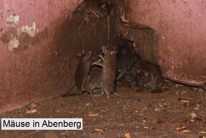 Mäuse in Abenberg